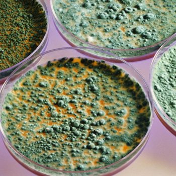 Mold Is Toxic