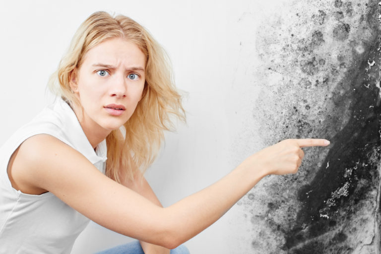 What to Look for in a Mold Removal Company in 2020