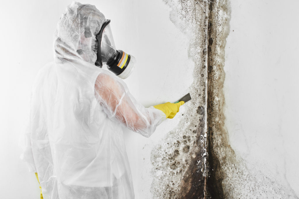 best mold removal company
