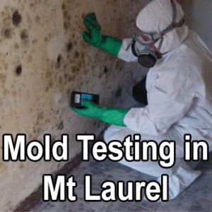 Mold Testing in Mt Laurel