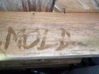 Attic Mold in NJ, PA & DE